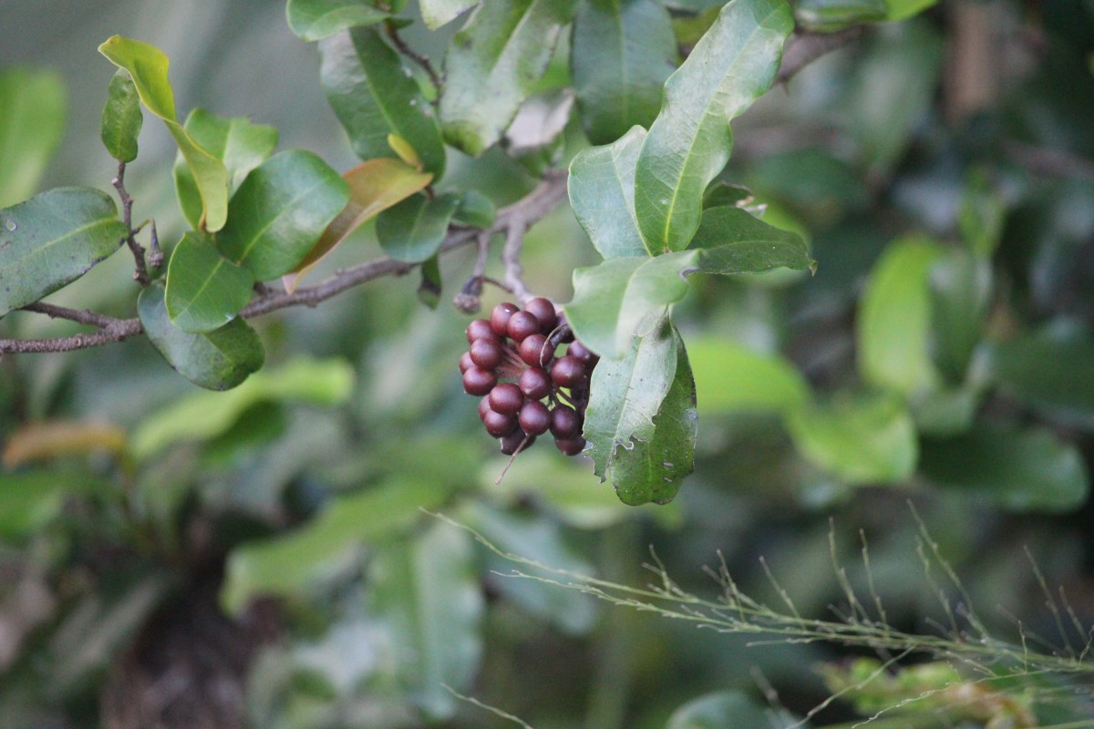 Polyalthia suberosa (Roxb.) Thwaites